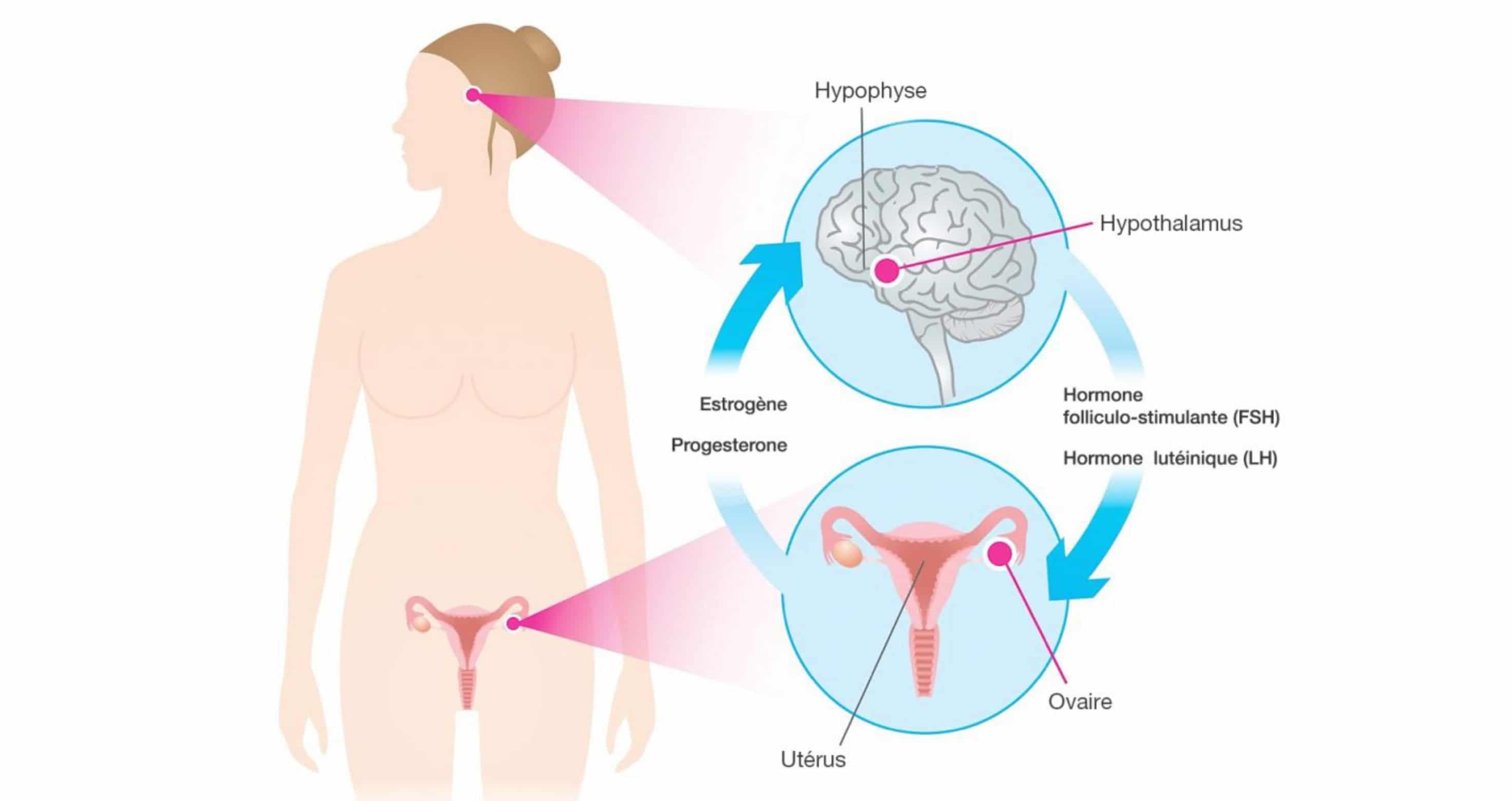 L'axe HHO (hypothalamo-hypophyso-ovarien) peut être déséquilibré et engendrer de l'acné hormonale après l'arrêt de la pilule